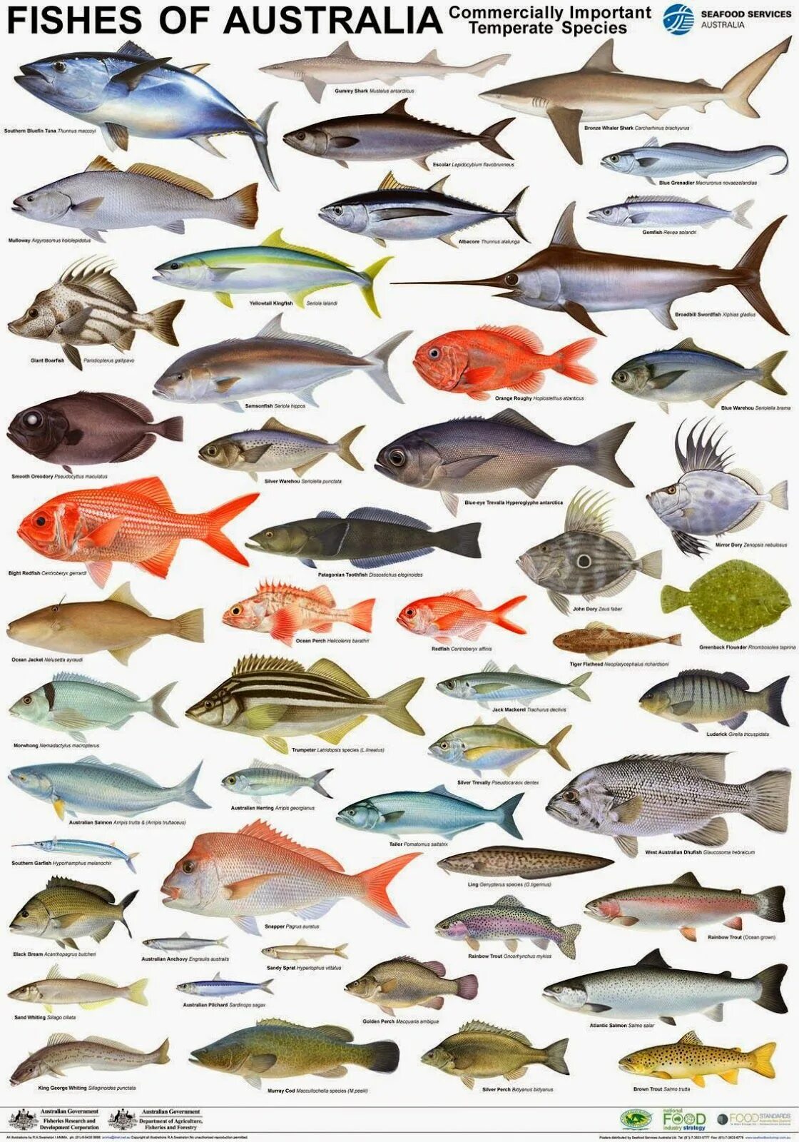 Название рыб на русском и фото Australian Seafood Industry Products
