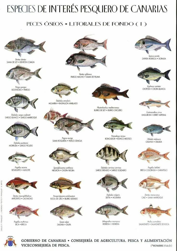 Название рыб по алфавиту с фото Pin de Cangrejos em pescados que nos comemos Espécies de peixes, Peixes, Dicas d