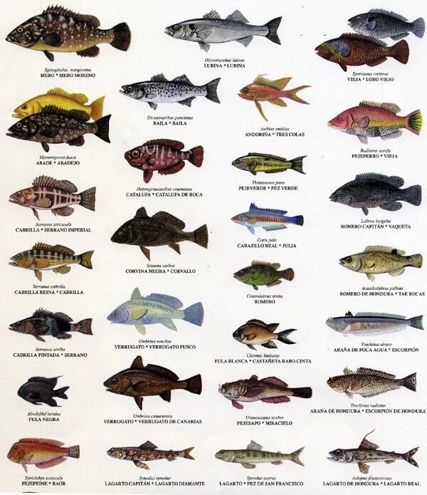 Название рыб по алфавиту с фото Dibujos Peces de agua dulce, Especies de peces, Peces de acuario