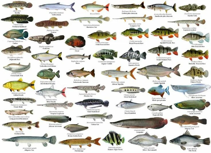 Название рыб по алфавиту с фото Poster de Peixes Peixes, Peixes de aquário de água doce, Fotos de peixes