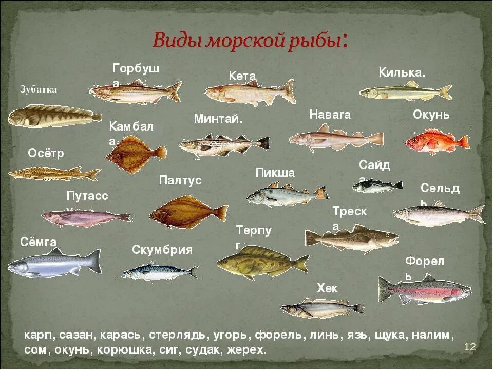 Название рыб по алфавиту с фото Картинки НАЗВАНИЕ МОРСКОЙ РЫБЫ С БЕЛЫМ МЯСОМ