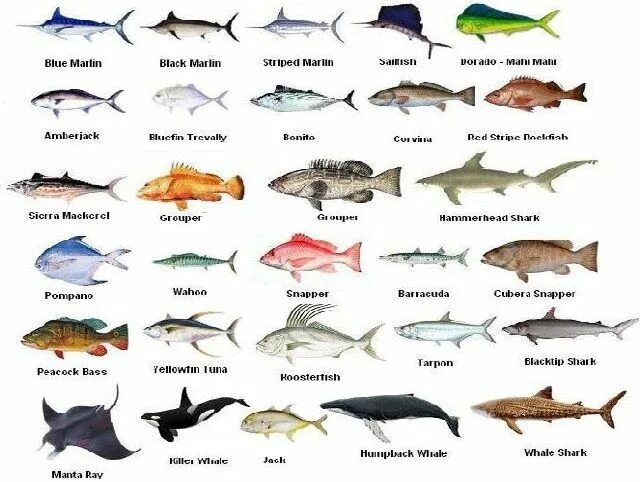 Название рыб по алфавиту с фото Costa Rica has a variety of fish, much of which makes it one of the best places 