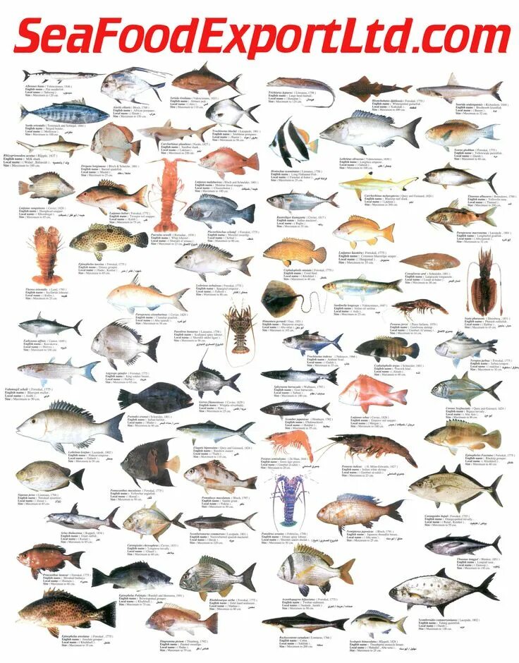Название рыб по алфавиту с фото Pin on FISHING IDENTIFICATIONS Fish illustration, Animal infographic, Animal sci