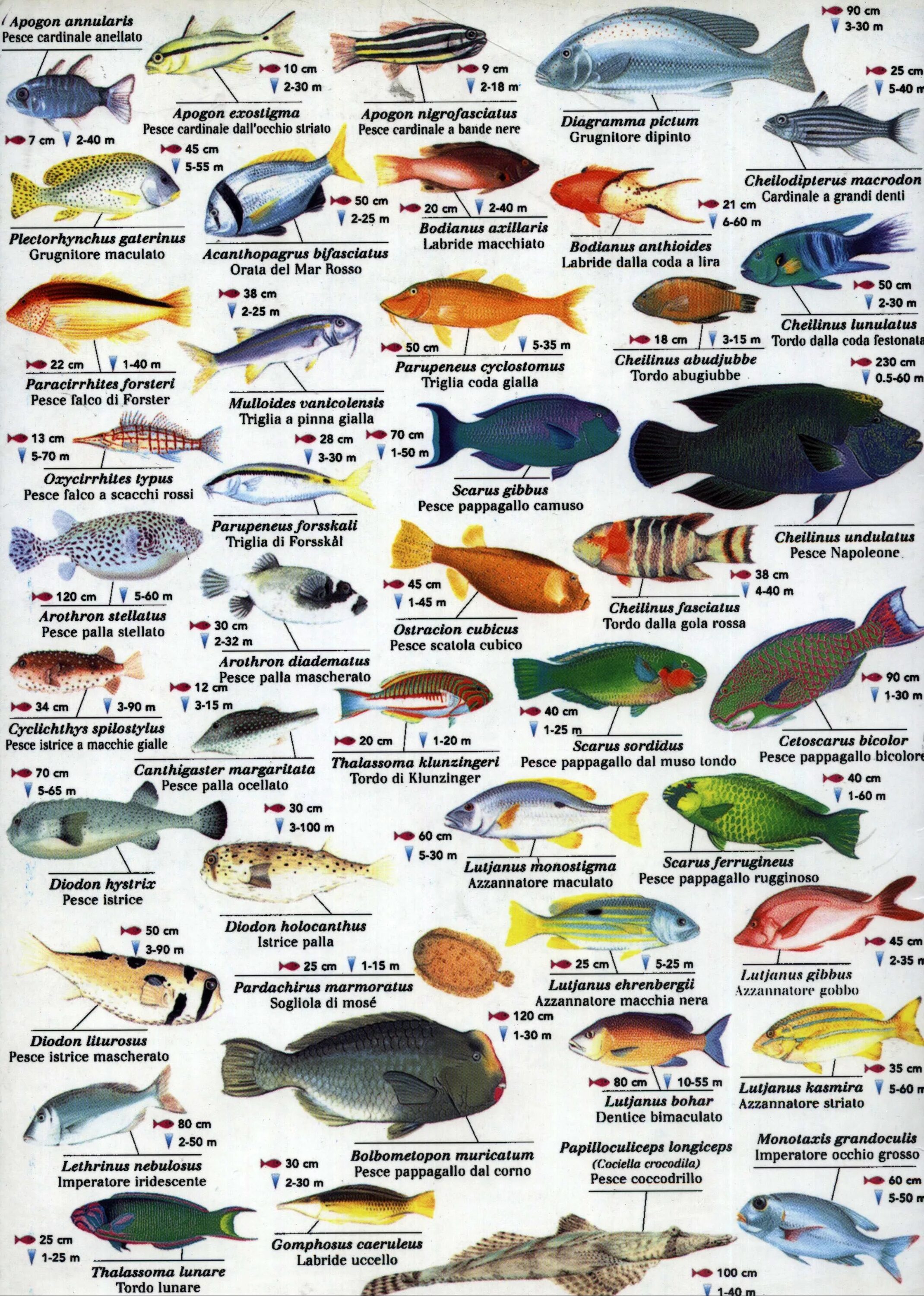 Название рыб по алфавиту с фото Bedouin Lodge Hotel :: Red Sea Information Fish chart, Sea fish, Red sea