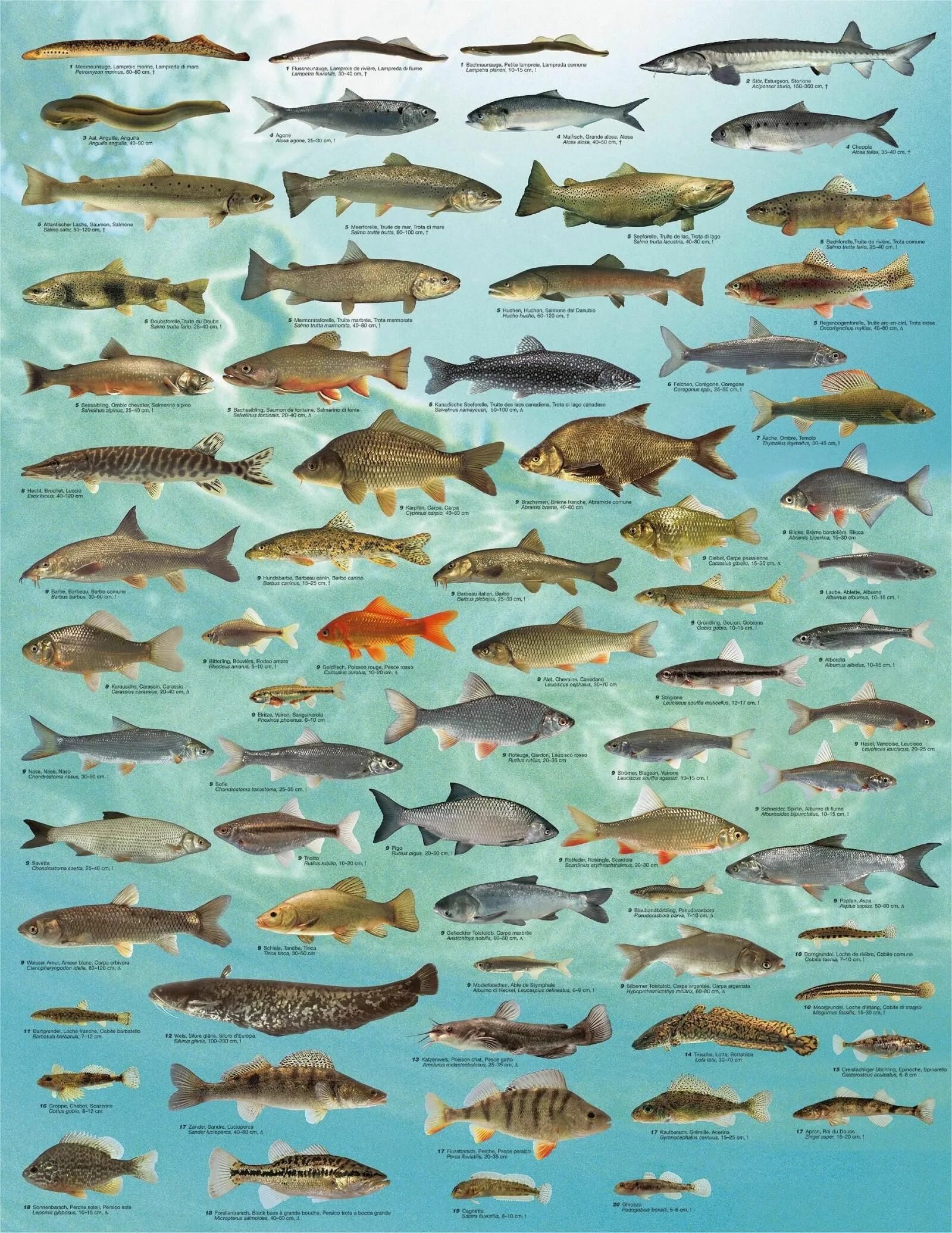 Название рыбы по фото Fish art, Fish illustration, Animals of the world