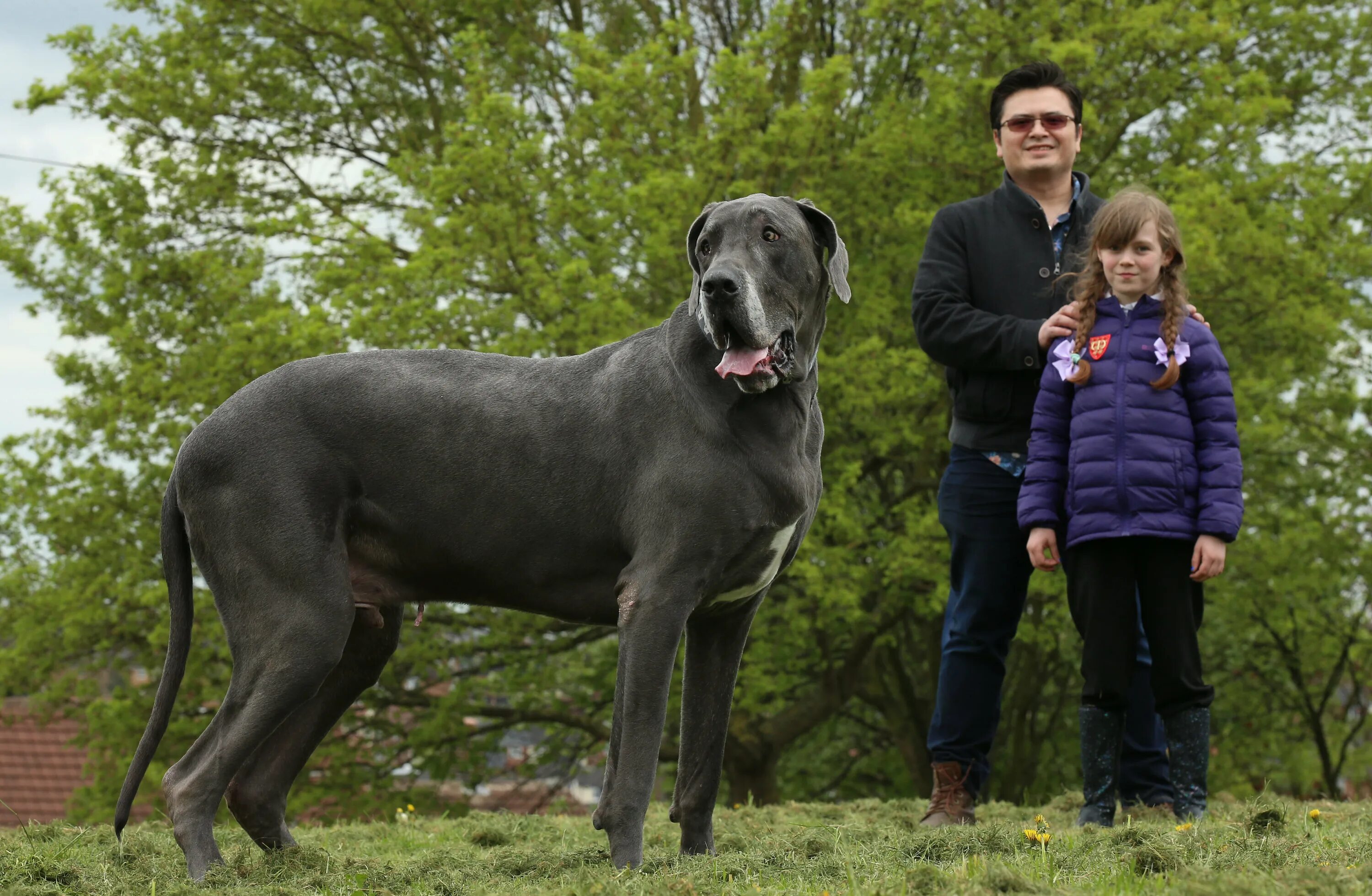 Название с фото самого большого Britain’s 'biggest dog' Balthazar dies after 7ft hound that weighed same as baby