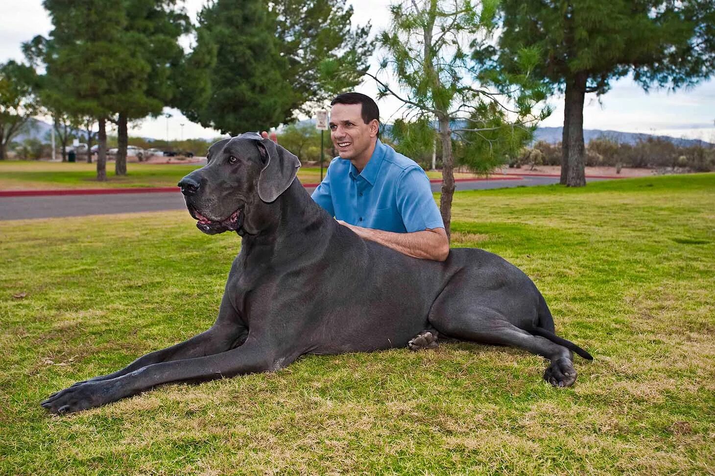 Название с фото самого большого Картинки I LIKE BIG DOGS
