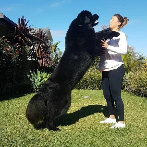 Название с фото самого большого A Dog Can Always Make A Difference Cachorro grande, Material do cão, Cachorro