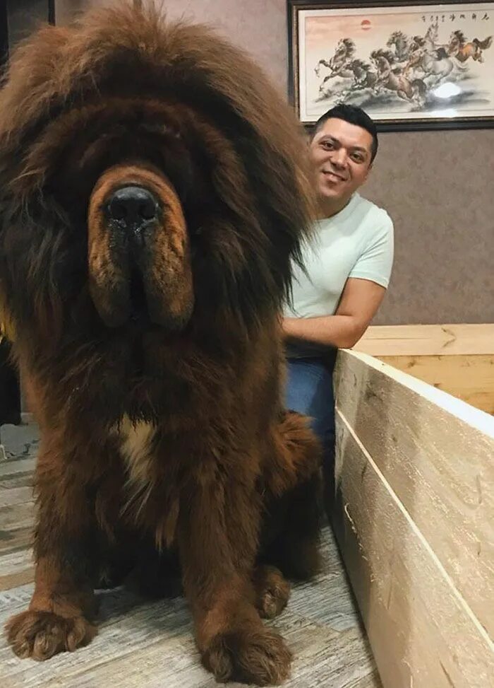 Название с фото самого большого Никто не устоит перед очарованием шерстяных гигантов - тибетских мастиффов! Tibe
