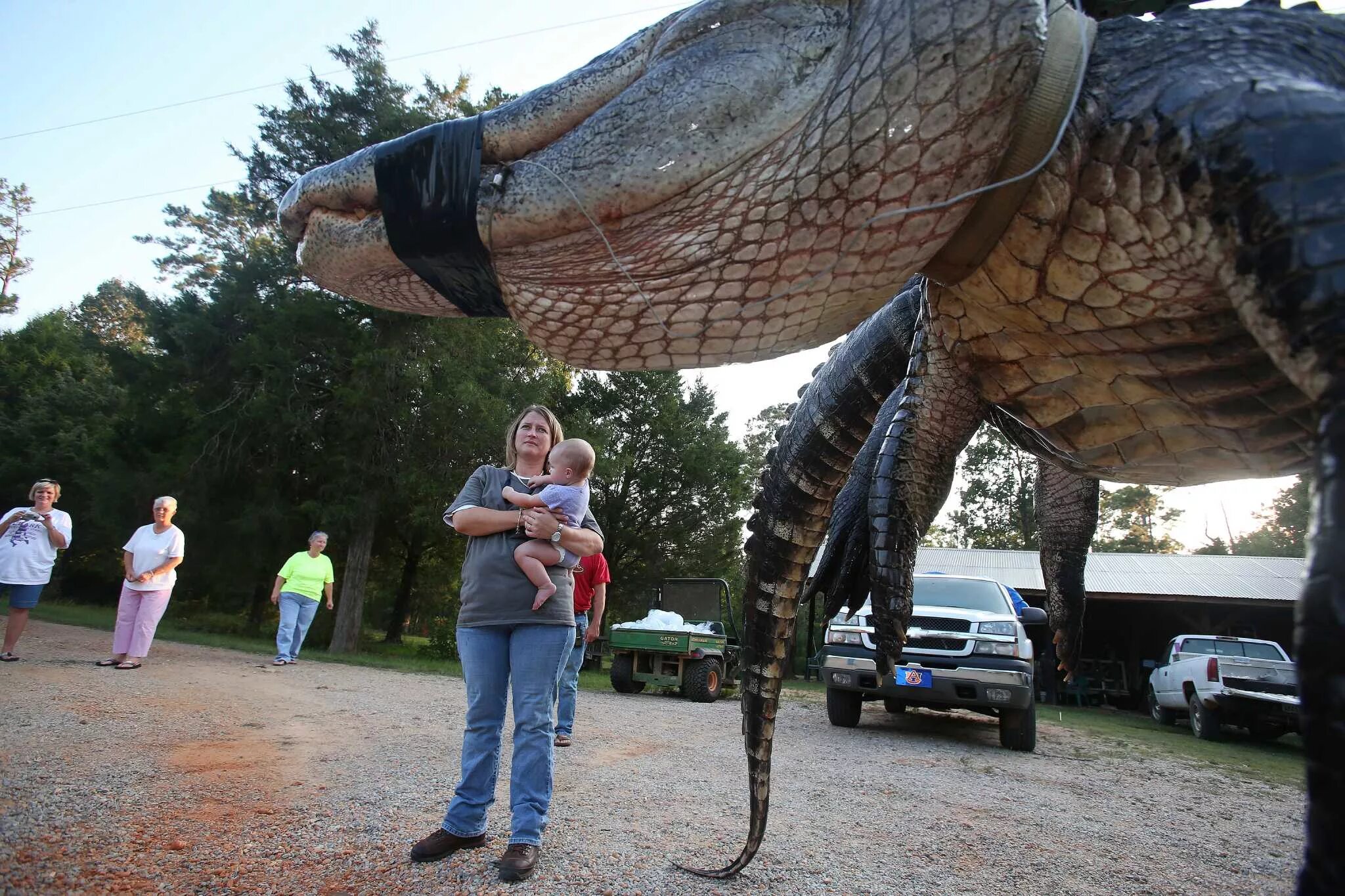 Название с фото самого большого Nation: Ala. family wins fight with half-ton gator