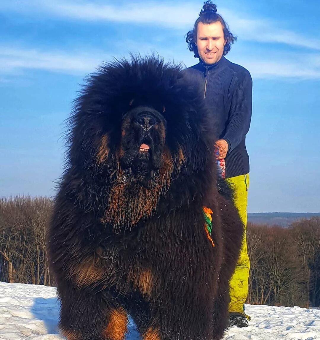 Название с фото самого большого 18 фотографий тибетских мастифов - лохматых КамАЗов в мире собак