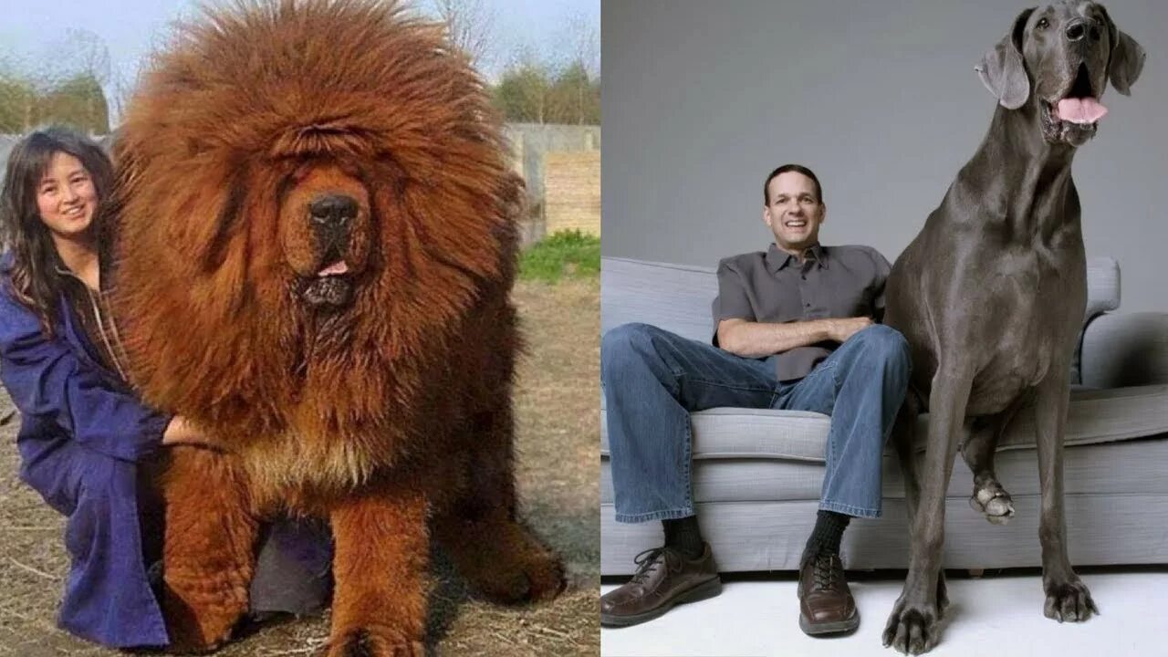 Название с фото самого большого The Top 10 Largest Breeds Of Dog 2018 - YouTube