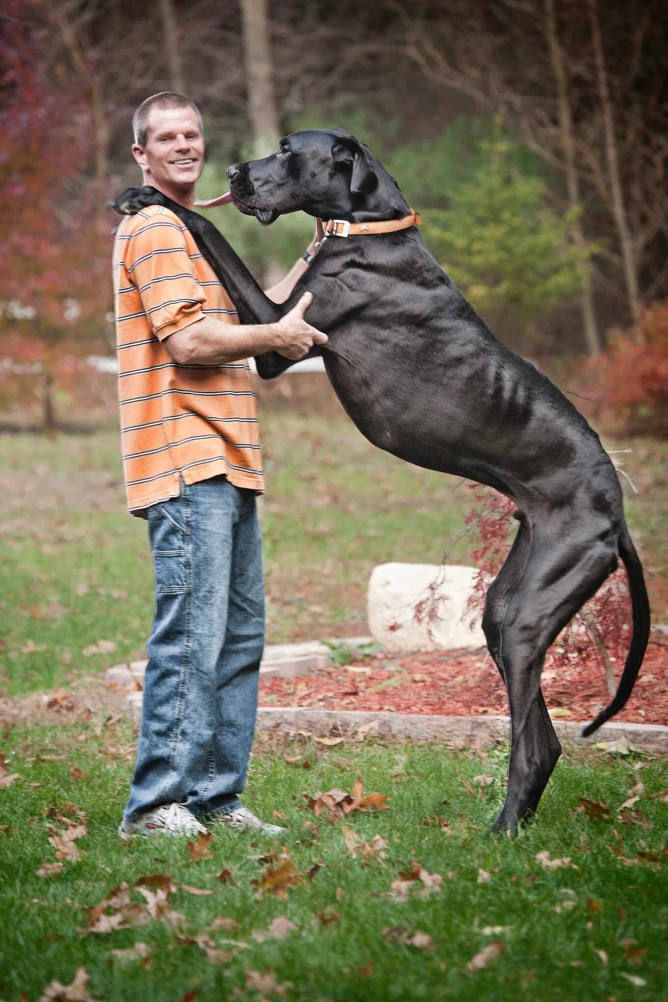 Название с фото самого большого World's tallest dog Zeus - in pictures Cachorro grande, Cachorro, Material do cã