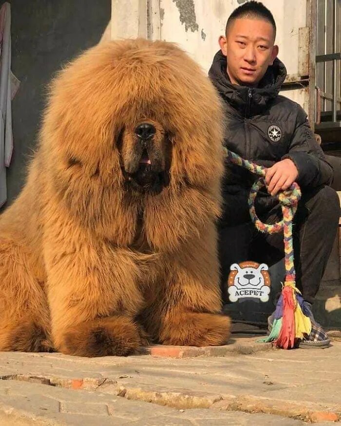 Название с фото самого большого Animals Tibetan mastiff dog, Tibetan mastiff, Mastiffs