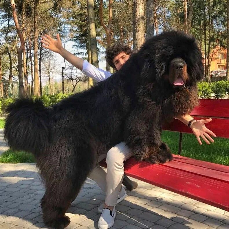 Название с фото самого большого 18 фотографий тибетских мастифов - лохматых КамАЗов в мире собак Cat facts, Cut 