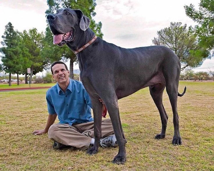 Название с фото самого большого Büyük George Giant dogs, Tallest dog, Worlds largest dog