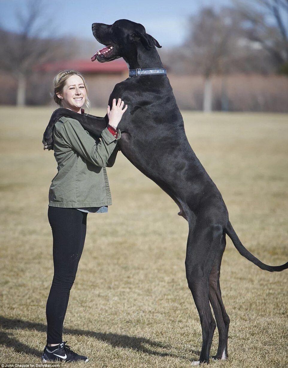 Название с фото самого большого World's Tallest Dog? Meet Great Dane Rocko 7 feet tall and 167 pounds Animali, C