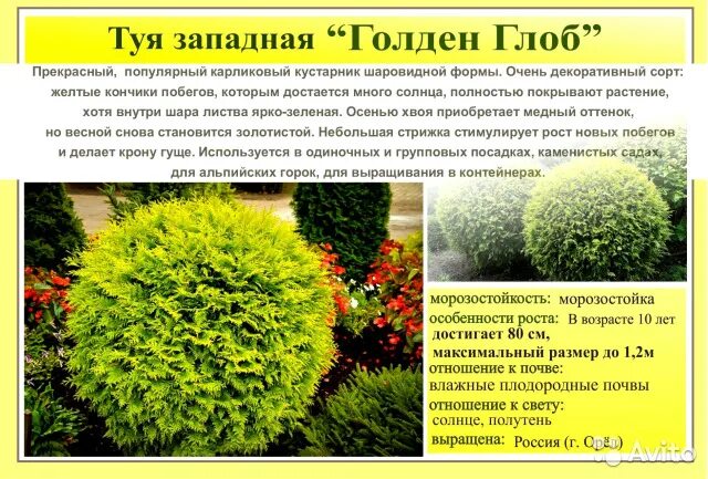 Название шаровидных туй фото Туя сорт западная Даника - шаровидный кустарник на вашем участке