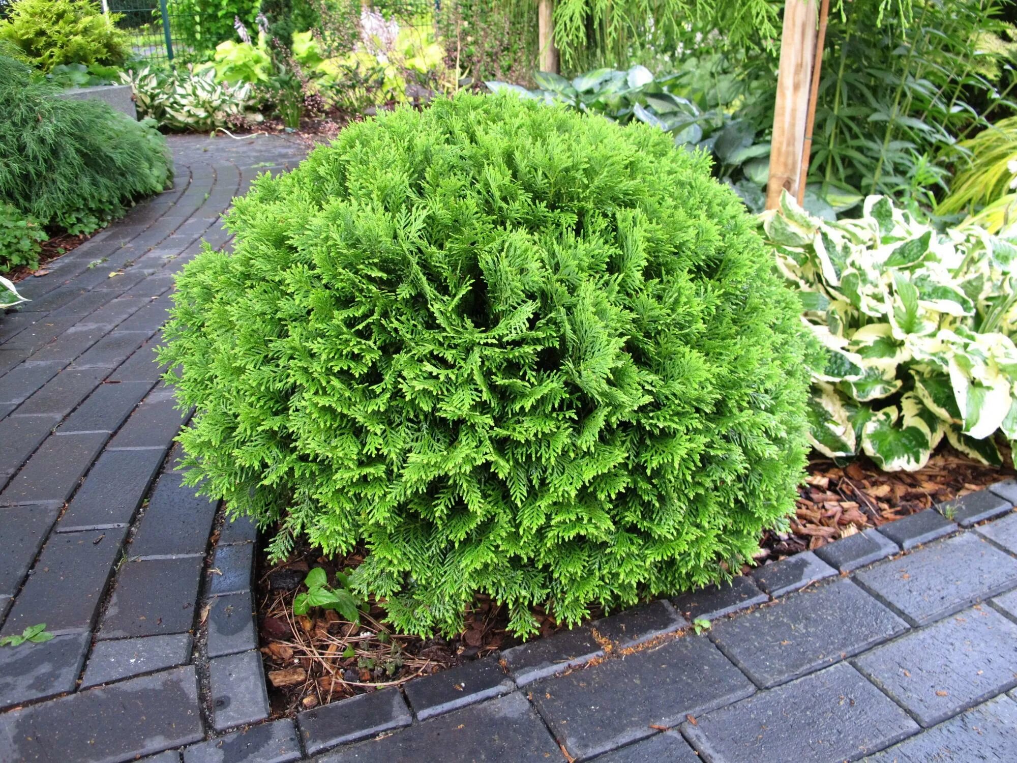 Название шаровидных туй фото Туя западная Tини Тим (Thuja occidentalis Tiny Tim) саженец, 10 шт. в упаковке в