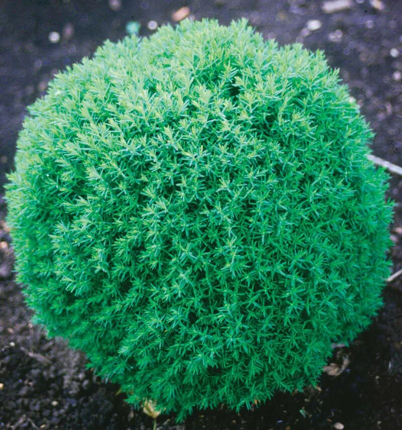 Название шаровидных туй фото Туя западная "Teddy" (Thuja occidentalis) С2: продажа, цена в Минске. Саженцы де