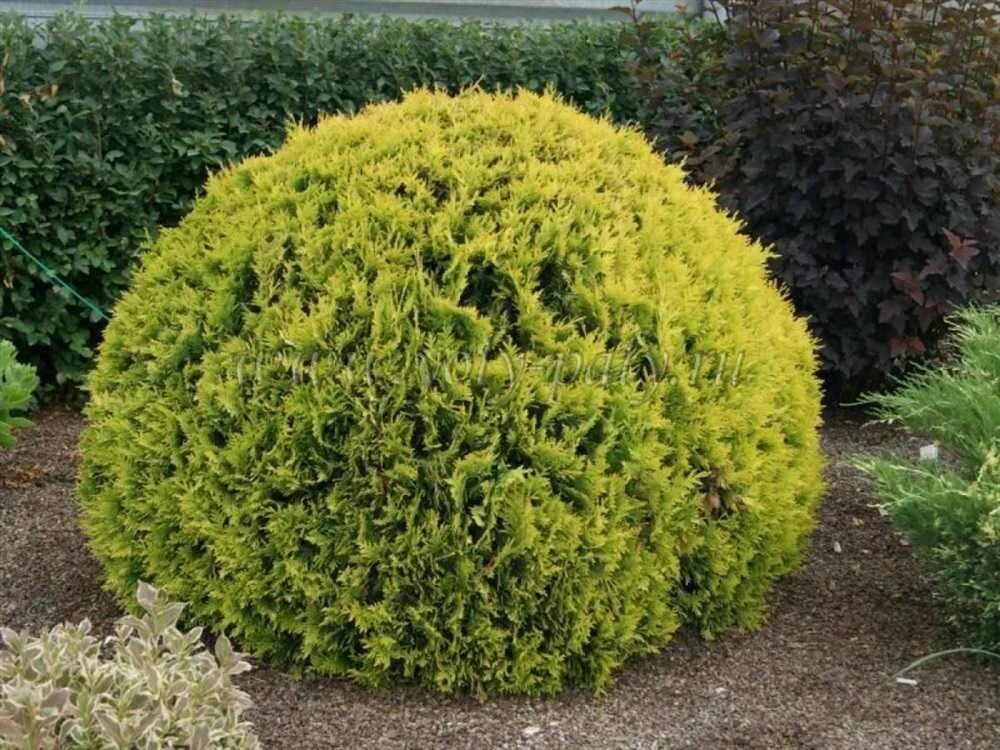 Название шаровидных туй фото Thuja (Туя) occ. Golden Globe C3 30-40. Остаток шт 2