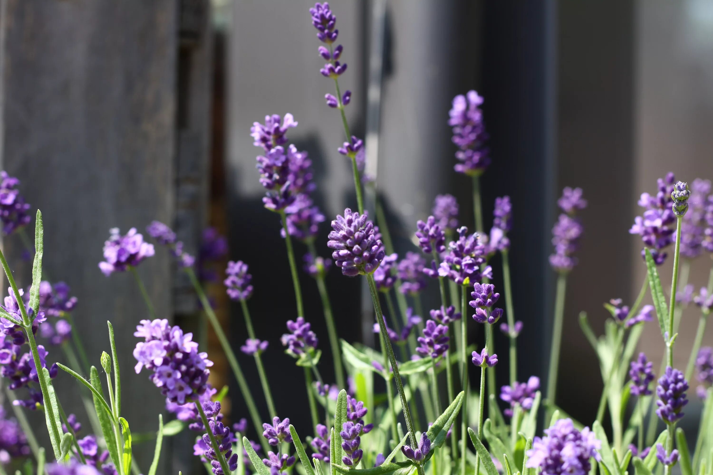 Название сиреневых цветов с фото Free Images : blossom, flower, purple, bloom, herb, blue, flora, flowers, violet