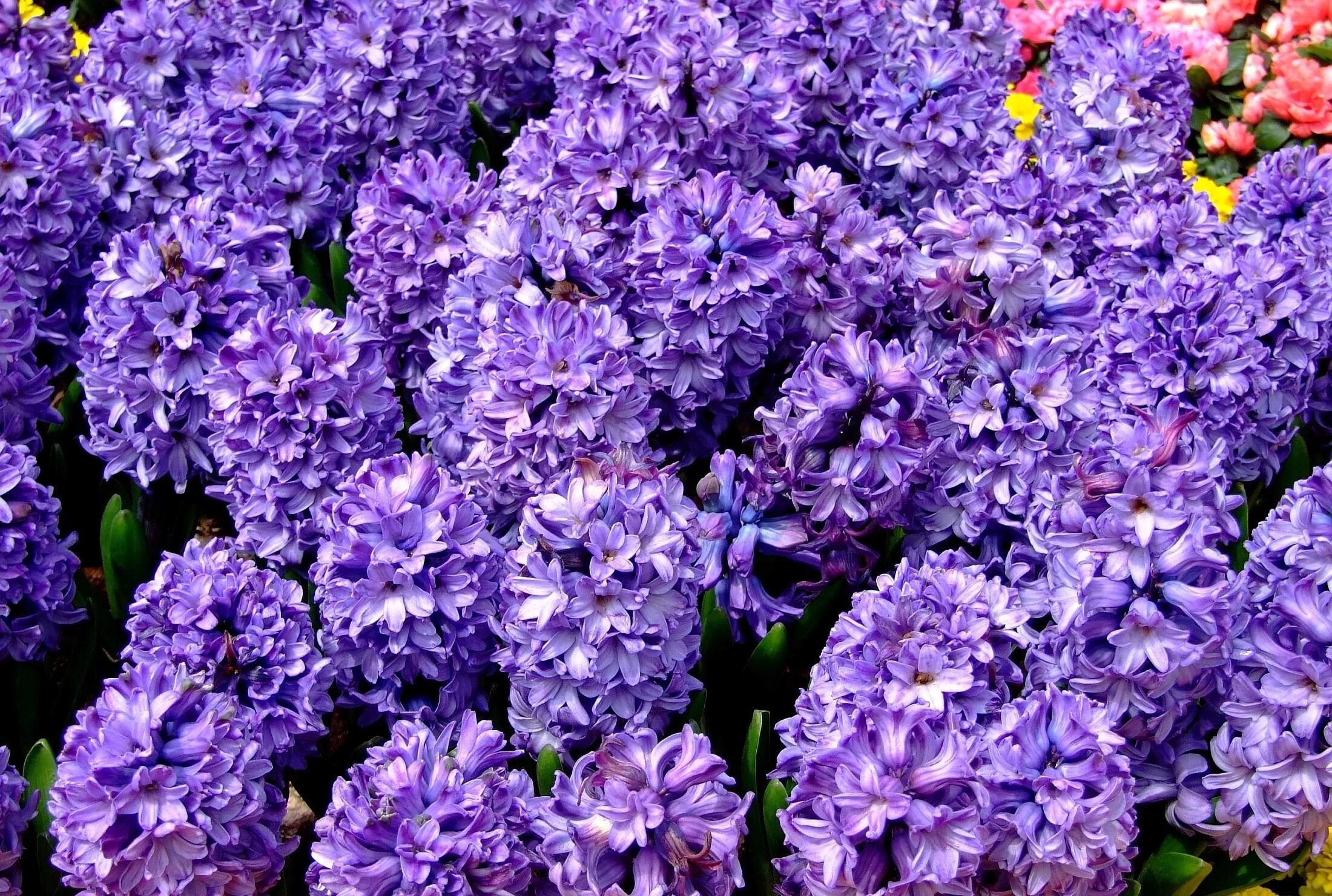 Название сиреневых цветов с фото Wallpaper : hyacinth, flower, flowerbed, spring, close up 2200x1480 - goodfon - 