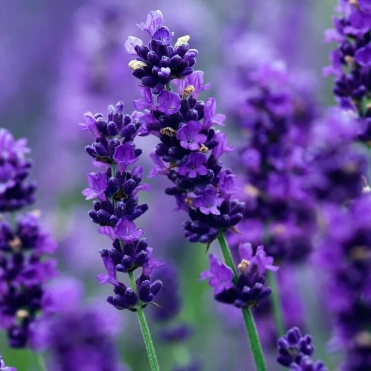 Название сиреневых цветов с фото Pin by Miss Violavioletta on Lavanda Lavender plant, Plants, Growing lavender fr
