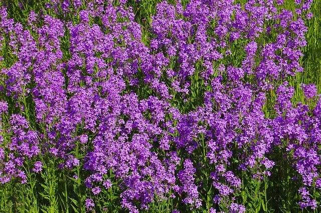 Название сиреневых цветов с фото Perennials that Live for Decades (With images) Hardy perennials, Perennials, Gar