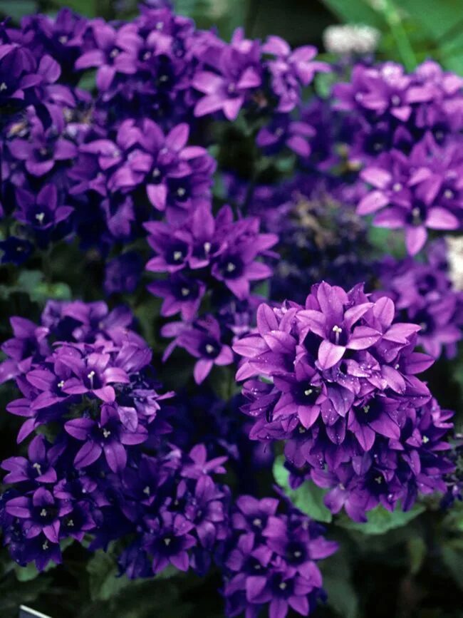Название сиреневых цветов с фото Campanula Superba Bluestone Perennials Flowers perennials, Perennials, Planting 