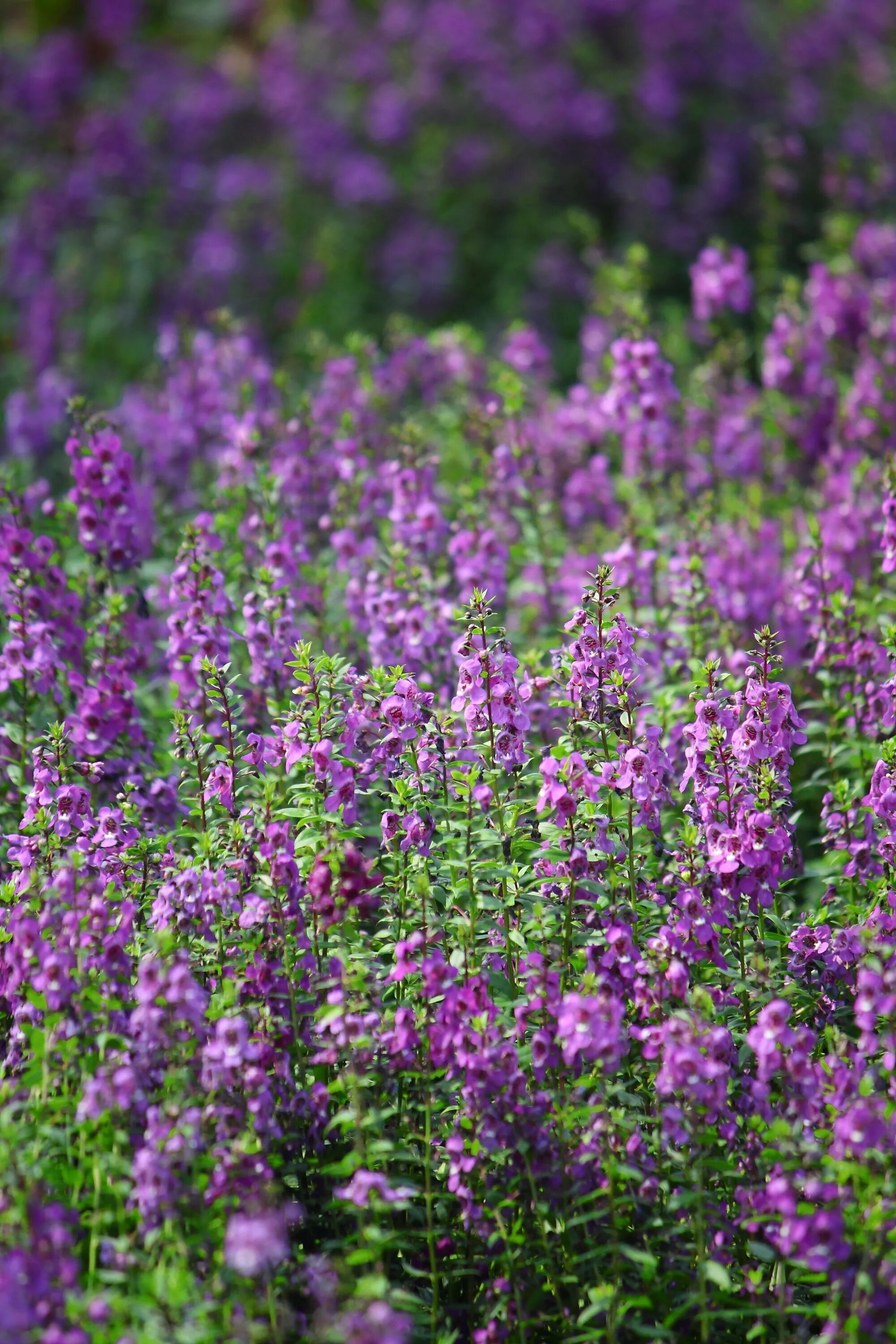 Название сиреневых цветов с фото Free Images : field, meadow, flower, purple, herb, natural, flora, wildflower, s