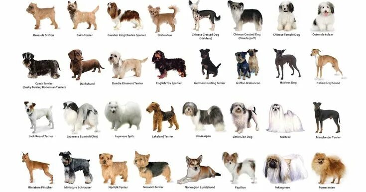 Название собак на русском языке фото Guide To HDB Approved Dog Breeds In Singapore Dog list, Dog breeds, Breeds