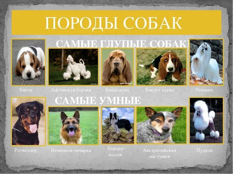 Название собак на русском языке фото Ответы Mail.ru: какая самая глупая порода собаки на ваш взгляд?