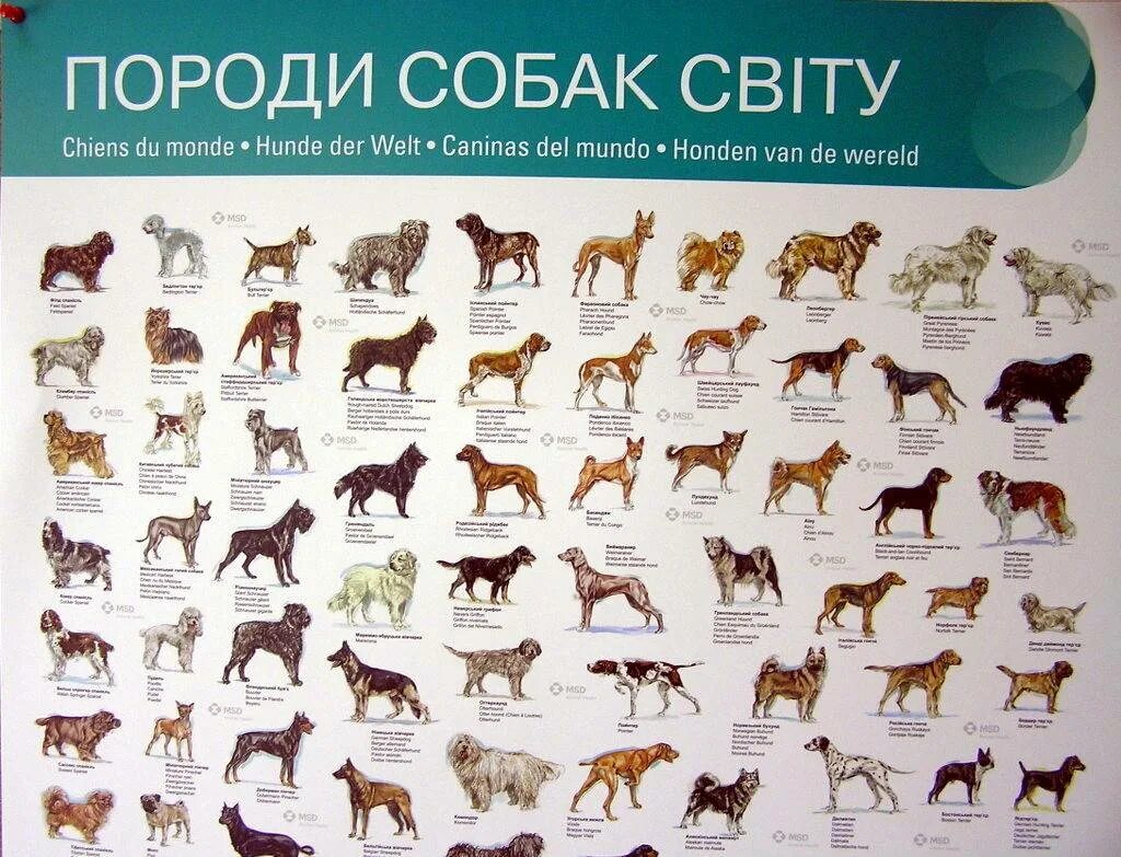 Название собак на русском языке фото Породы собак названия на русском языке: найдено 86 изображений