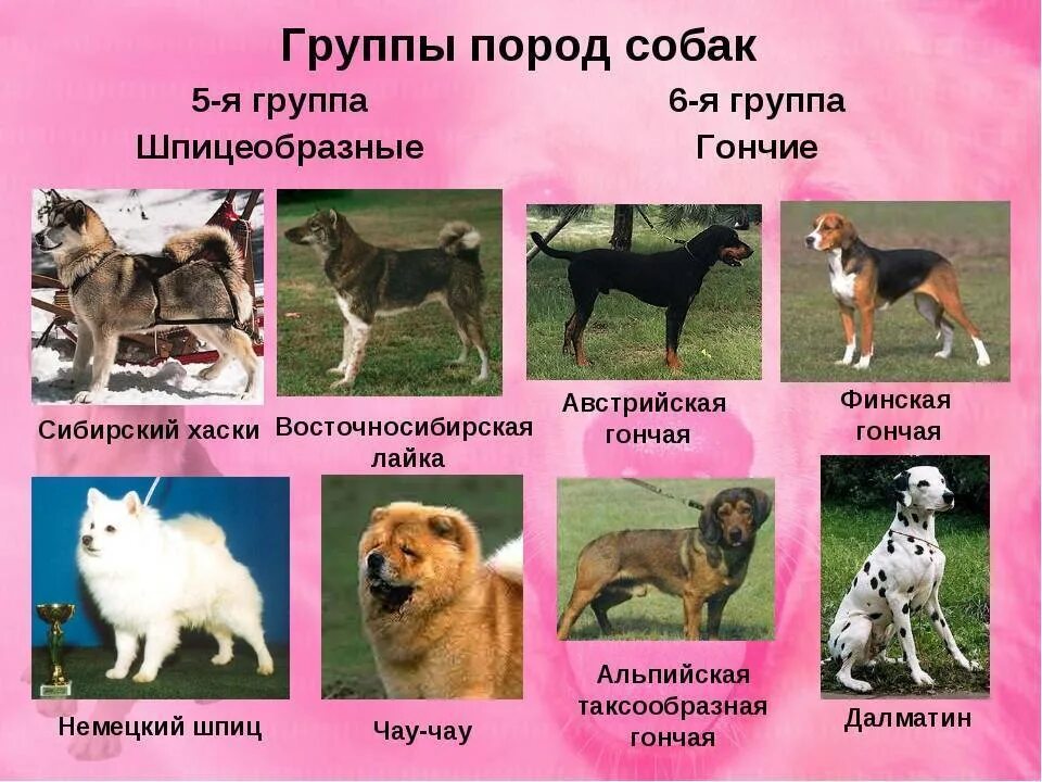 Название собак на русском языке фото Лысые породы собак с фото и названиями