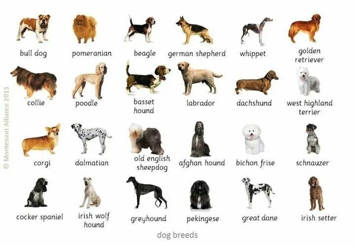 Название собак на русском языке фото Pin on Language grammar Dogs of the world, Dogs, Dog boarding
