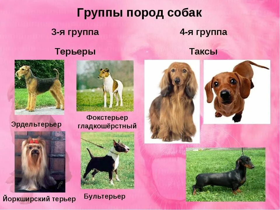 Название собак на русском языке фото Собака на букву м заканчивается на ф: найдено 89 изображений