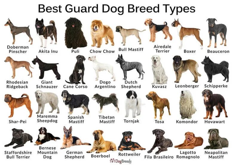 Название собак на русском языке фото Best Guard Dog Breeds In The World Shop www.baikalcinema.ru