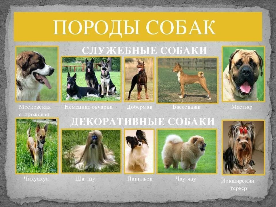 Название собак на русском языке фото Служебные породы собак с фото, названием и описанием