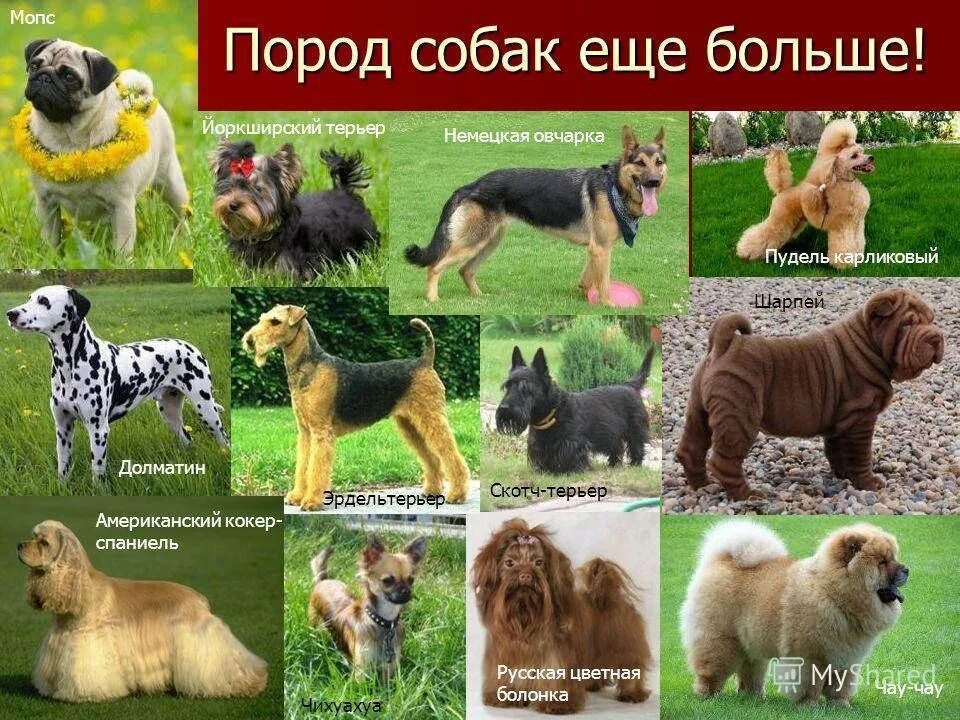 Название собак на русском языке фото Каких собак едят порода - CoffeePapa.ru