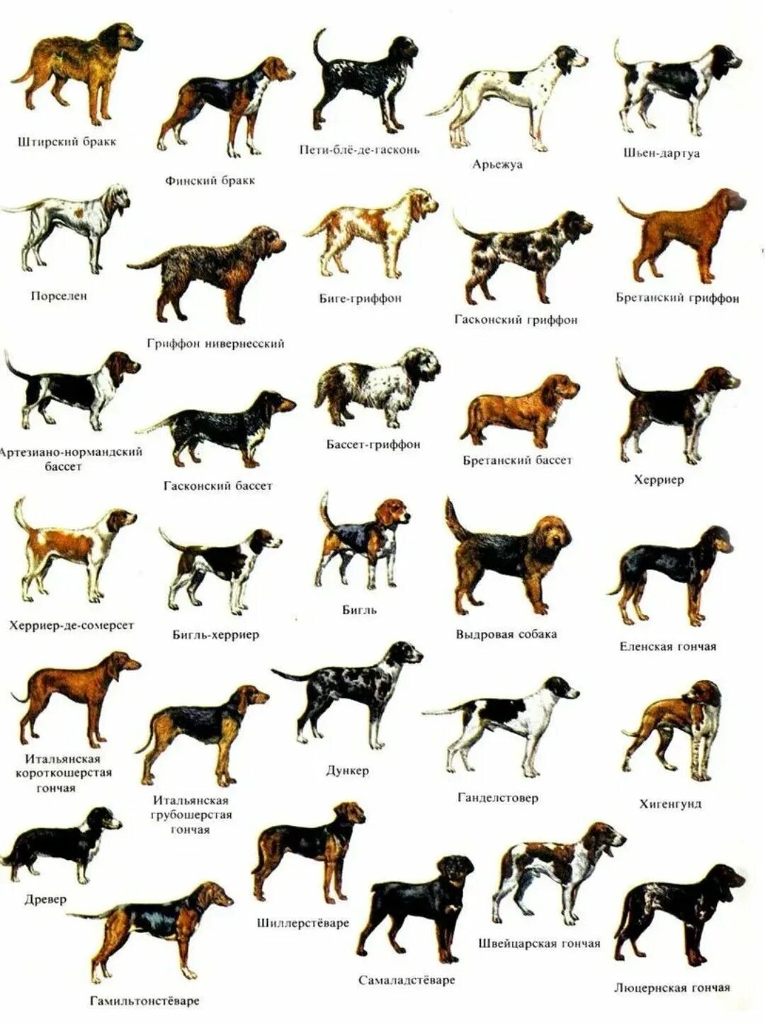 Название собак на русском языке фото Породы собак Cute dogs breeds, Dog breeds, Cute dogs