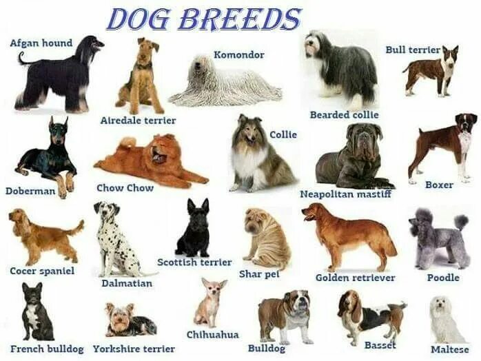Название собак на русском языке фото Dog Breeds Poster: English and German Names