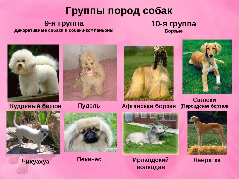 Название собак на русском языке фото Каких собак едят порода - CoffeePapa.ru