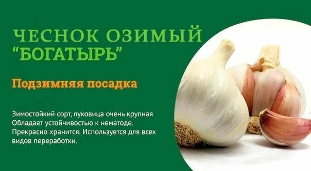 Название сортов чеснока с фото и описанием Чеснок Чеснок озимый Богатырь, для посадки осенью, зубчики 20 шт - купить по выг