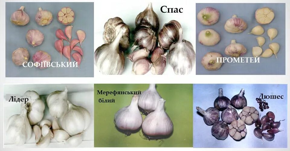 Название сортов чеснока с фото и описанием Planting garlic - UkrUP ™ (УкрАП) - Чеснок от производителя