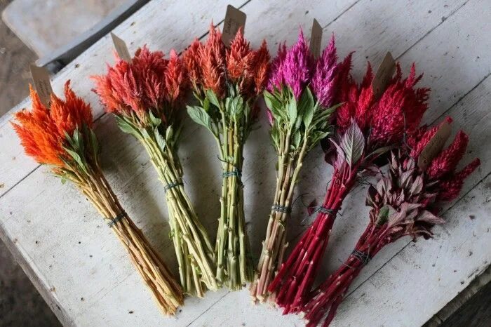 Название сухоцветов фото для букетов FLOWER FOCUS: Celosia - Floret Flowers Flower farm, Seeds, Flowers