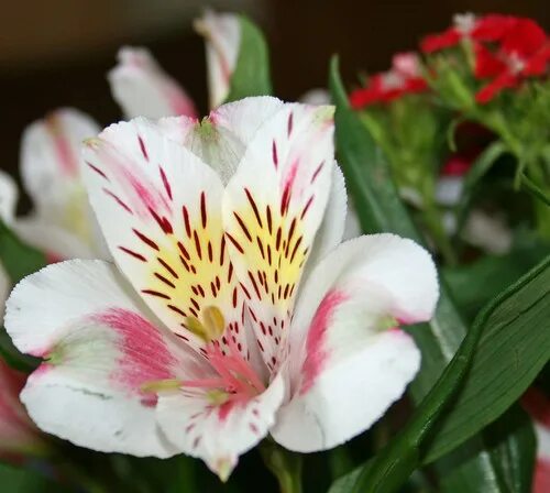 Название цветка похожего на лилию фото Flowers -- Common Names Flashcards Quizlet