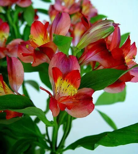 Название цветка похожего на лилию фото Astromerias, 3 They come in a variety of colors, and have always been my #1 favo