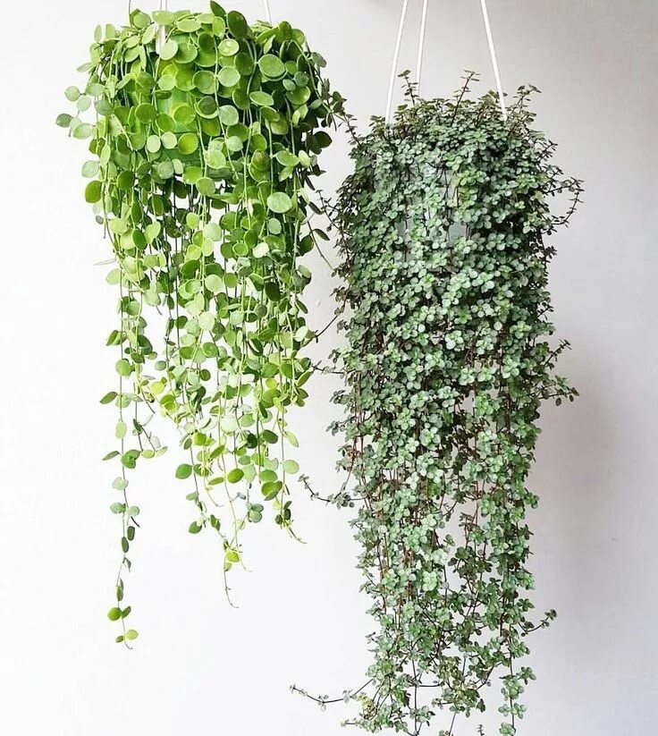 Название цветов ампельных фото Dischidia nummularia and Pilea glauca Best indoor plants, Hanging plants indoor,