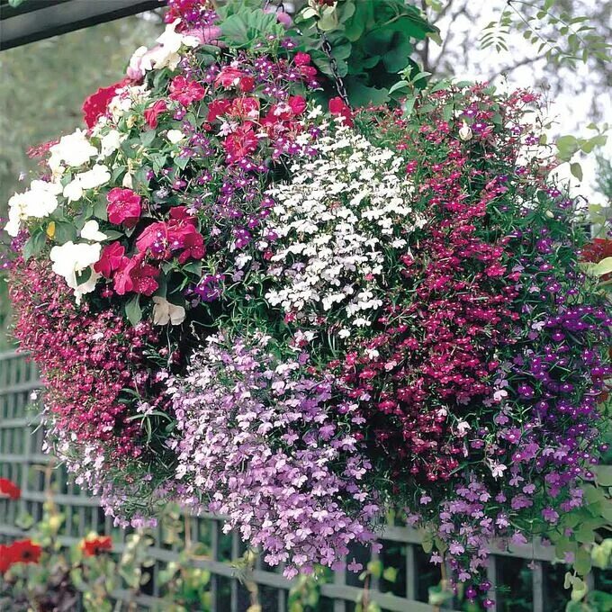 Название цветов ампельных фото Лобелия кустовая в ассортименте (кассета) Рассада, растения. Лиственные растения